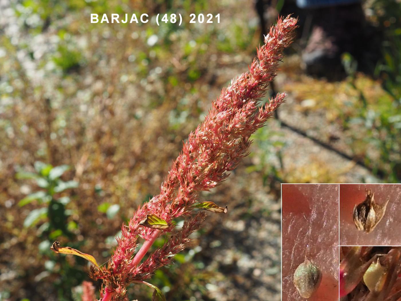 Pigweed, Green fruit